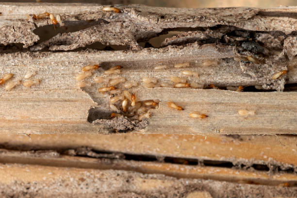 Best Residential Pest Control  in Thatcher, AZ